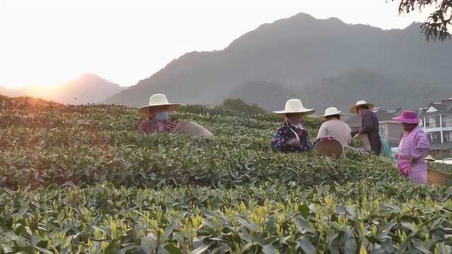 明前茶5000一斤卖脱销 网店紧急招聘资深采茶工日薪上千