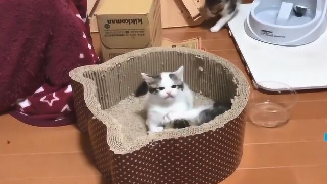 猫片TV:人不如猫系列