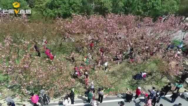 怀化洪江古商城:樱花浪漫季国潮文化节开幕,吸引上万游客前来参观