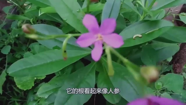 农村以前喂猪的人参菜,却卖出了真人参的价格,包装成礼品很好卖