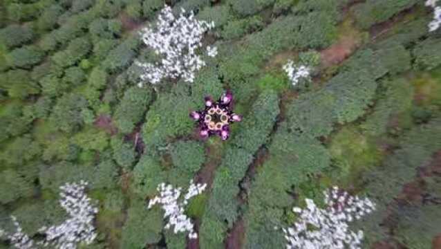 中国茶 春之序 贵州雷山