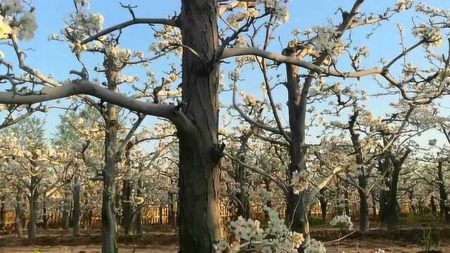 惊艳!河北黄梨小镇万亩梨花绽放似“雪海”