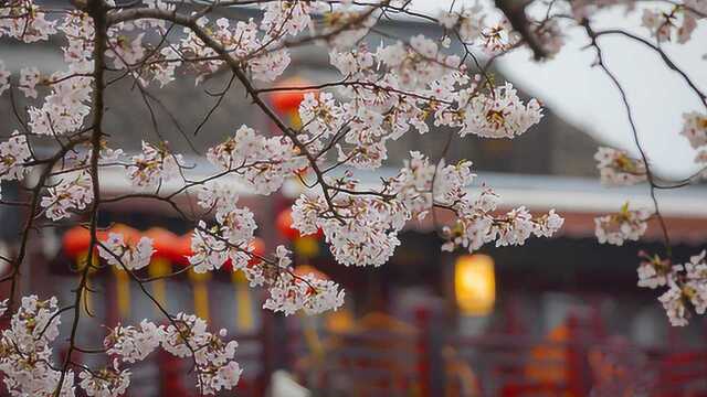 西塘樱花 竺子