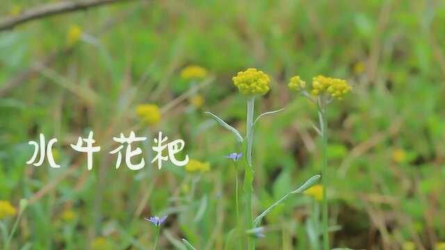 超好吃的农村美食之水牛花粑,知道的人不多,吃过的人更少