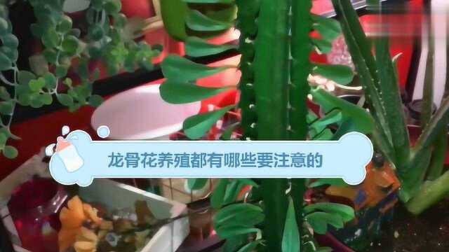 龙骨花养殖都有哪些要注意的