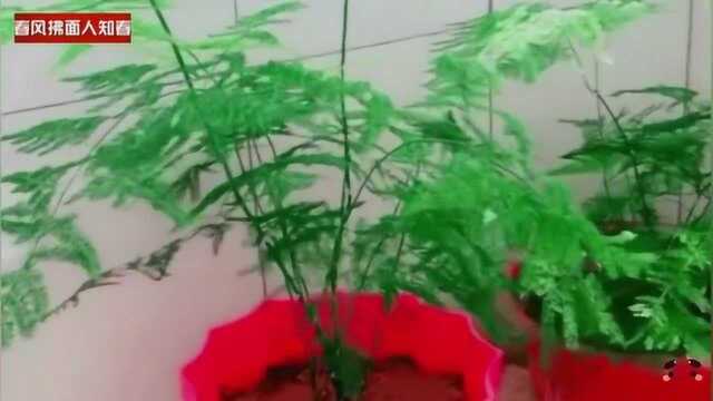 文竹扦插能无性繁殖吗?掌握这些技巧,全年都可进行插土繁殖!