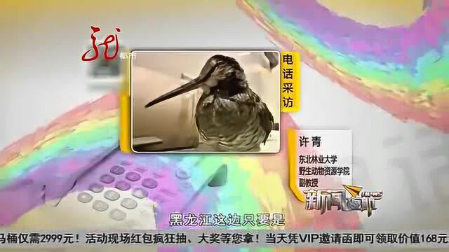 丘鹬:鸟界的“网红脸”