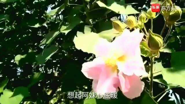 乌兰托娅《高原蓝》还是原唱好听,纯净的天籁之音