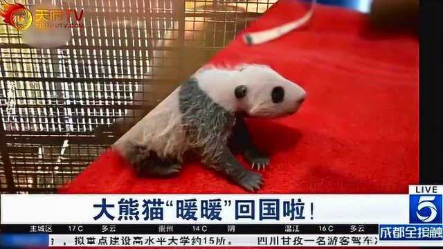 大熊猫“暖暖”回国啦!