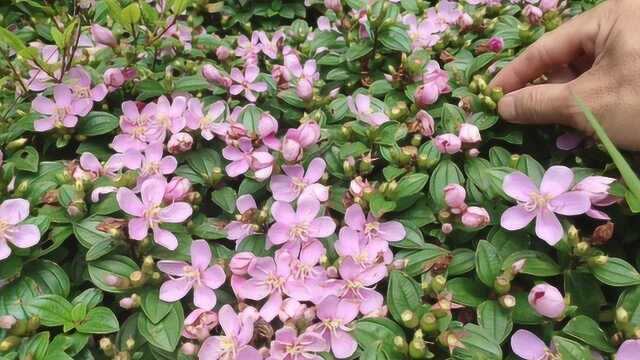 农村有一种植物叫地稔,开的花很漂亮,果实营养丰富,您那也有吗