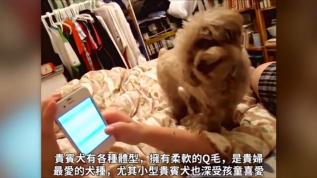 两分钟告诉你宠物犬的品种