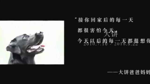 治愈佳作!《一条狗的使命2》丹尼斯ⷥ厥𞷬乔什ⷧ›–德,贝蒂ⷮŠ吉尔平,玛格ⷦ𕷦 𙦟格,刘宪华,曝终极版预告.