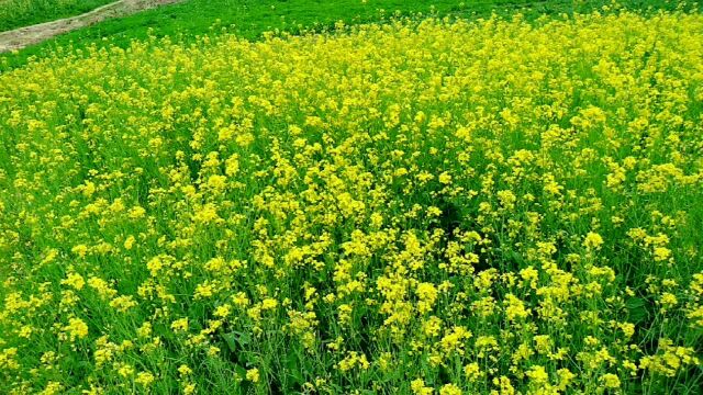 西宁海湖新区高楼大厦包围的一片油菜花