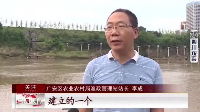 广安:渠江边发现娃娃鱼,来头不小,原来是国家二级保护动物