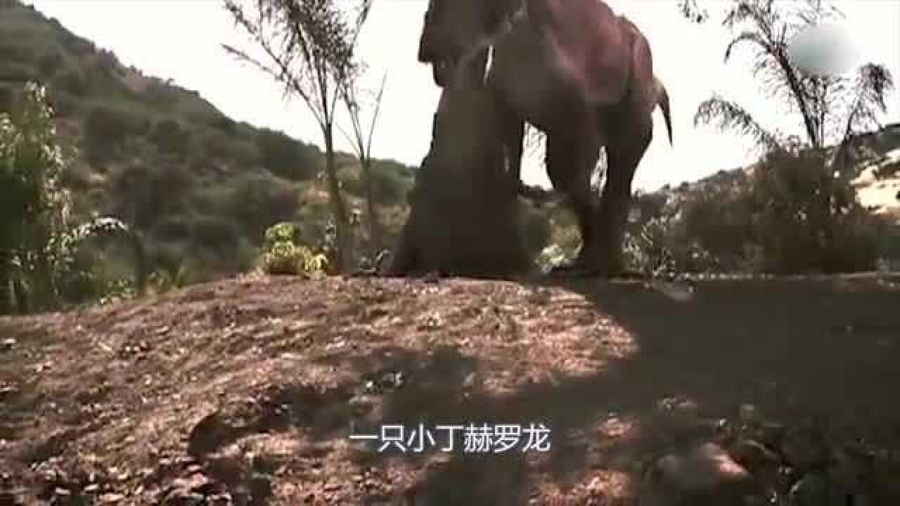 蛮龙追杀丁赫罗龙遭食草恐龙顽强阻击最后死于三方围剿
