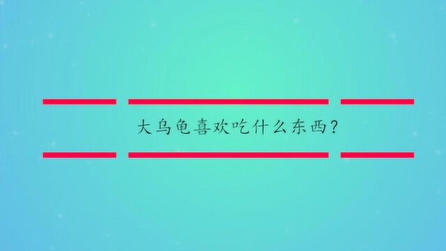 大乌龟喜欢吃什么东西