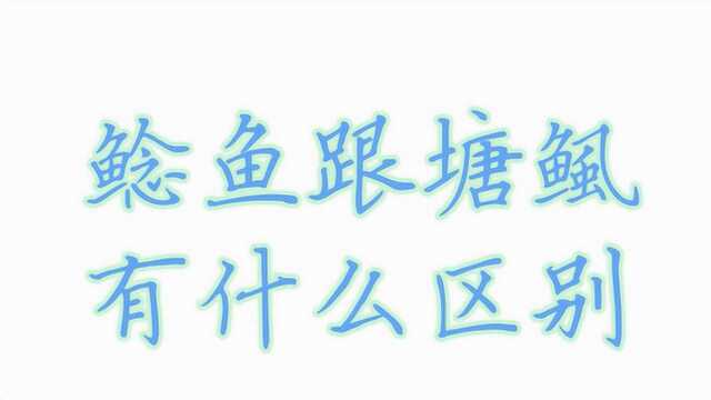 鲶鱼跟塘鲺有什么区别?