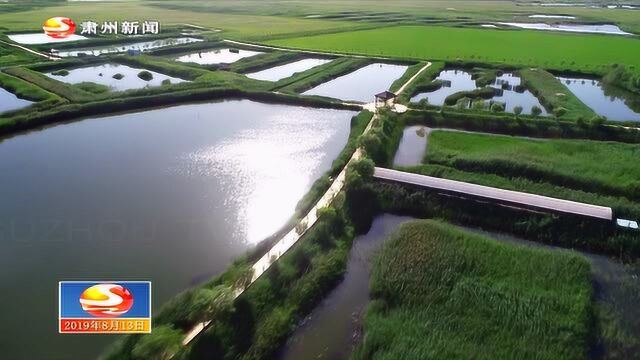 保护肃州湿地 涵养生态梦想