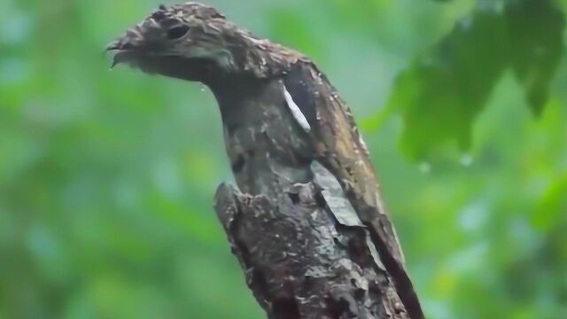 动物界第一演员林鸱鸟,为避天敌竟装一辈子枯枝,演技令人折服!