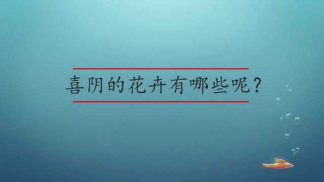 喜阴的花卉有哪些呢?