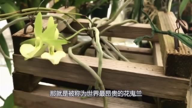 神秘生物鬼兰?竟生长在沼泽之中,一株可换一套房!