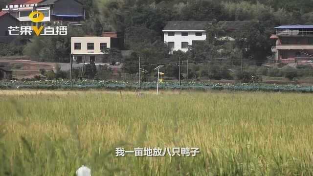 衡阳县推行“优质稻+N”综合种养,让“小田地”拥有“大收益”