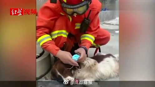 #福建泉州一酒店坍塌#【心疼！泉州酒店搜救犬贝贝四肢感染，曾15分钟就找到被困人员】