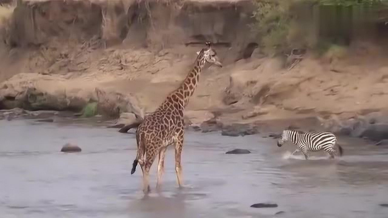 长颈鹿过河很任性