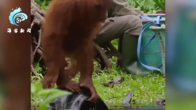 疫情期间 印尼猩猩河边洗手走红网络 网友:很多人都该跟它学学