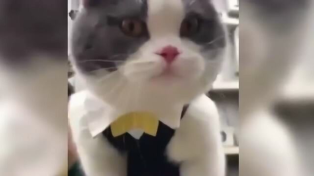 为了从铲屎官那里混口吃的,猫咪终于还是唱歌了