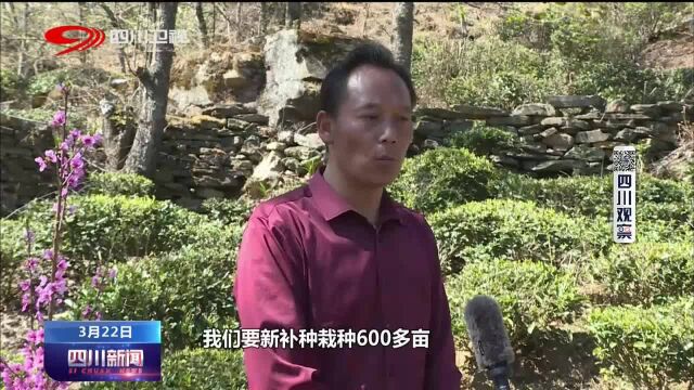 四川新闻 | 甘孜九龙:产业升级 钱袋子鼓啦