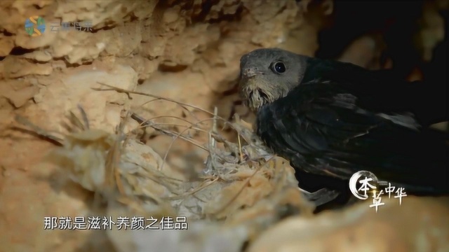 不是燕子就能产燕窝,燕科鸟类里唯有雨燕科下的几种燕子会以唾液辅助筑巢