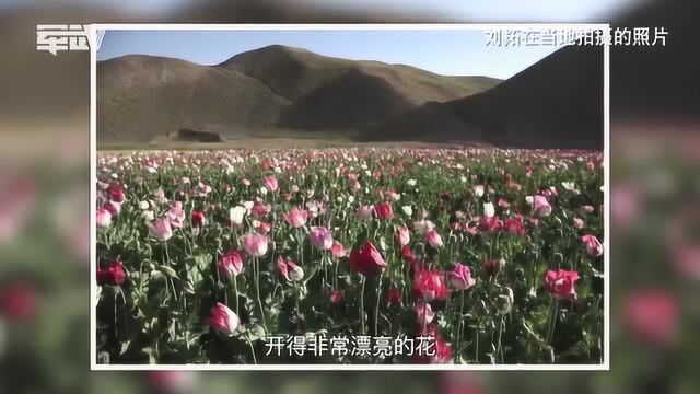 阿富汗遍地种“罂粟花”,终于知道为什么是鸦片出口的中心国家