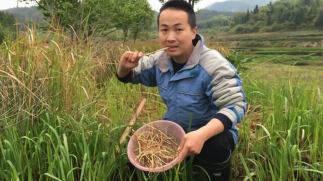 实拍农村小伙饿了就吃草,现场挖出草根吃得津津有味