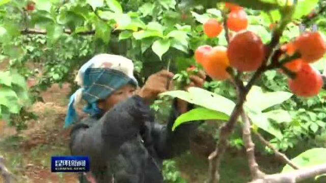 富民县:樱桃红了 采摘正当时