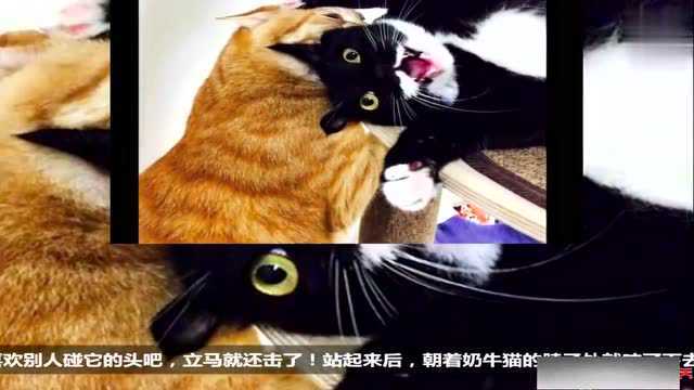 奶牛猫手贱摸橘猫的头,下一秒就被教训,表情太搞笑了