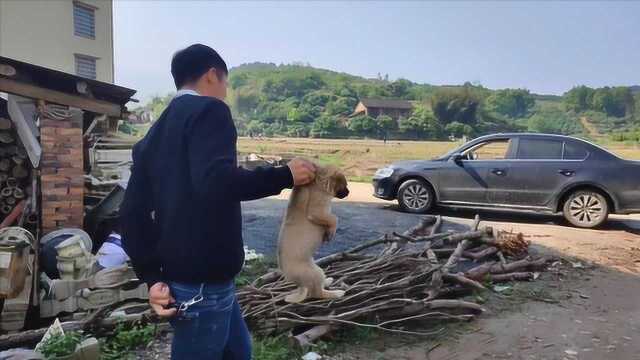 为了防野兔,朋友抓了只守山犬小奶狗,据说捕猎相当凶猛