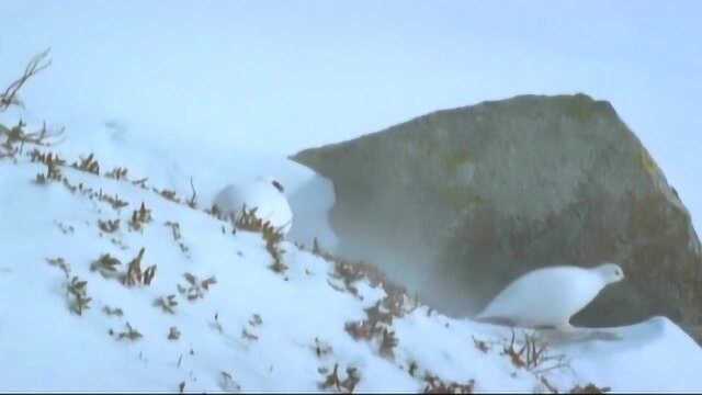 在阿尔卑斯山的冰天雪地中,它迎着凌冽的寒风,庄严的滑翔