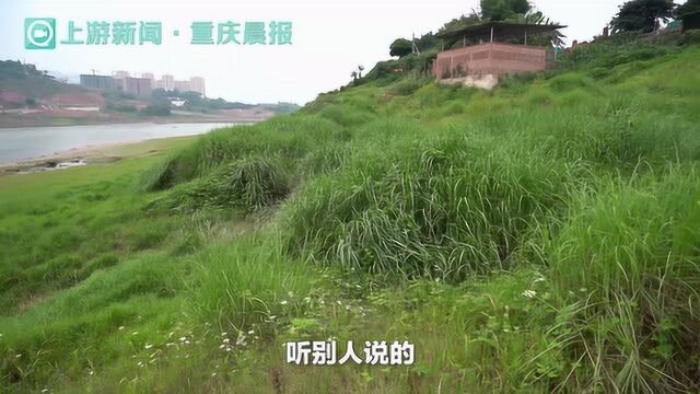 大竹林老街码头江边菜地变身“花草园”