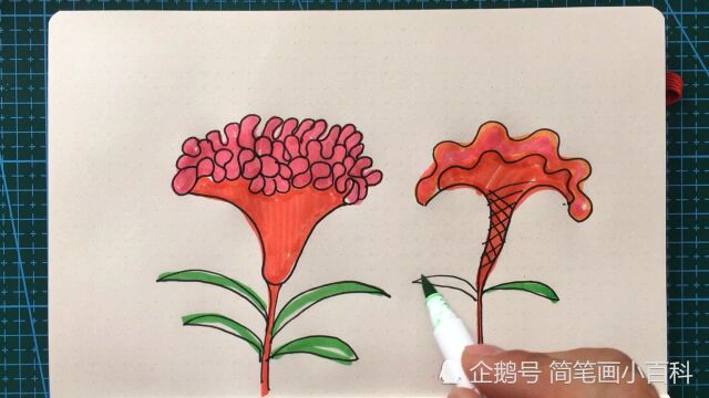 简笔画鸡冠花的画法,记得收藏哦