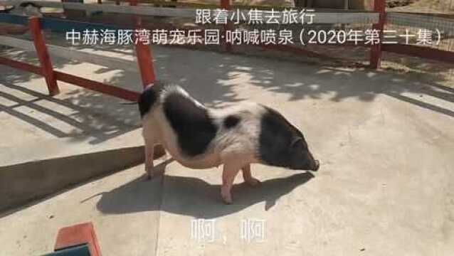 洛阳中赫海豚湾:萌宠乐园、呐喊喷泉、小猪跳水