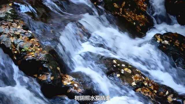 古诗小池,作者杨万里,泉眼无声惜细流,树阴照水爱晴柔