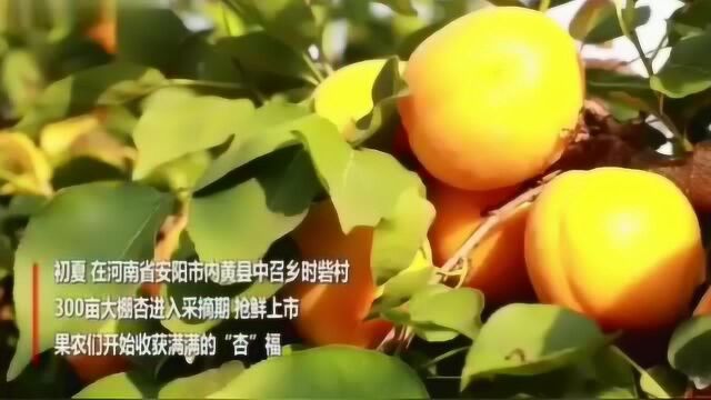 “杏”好有你,看果农收获满满的“杏”福.又是一个丰收年