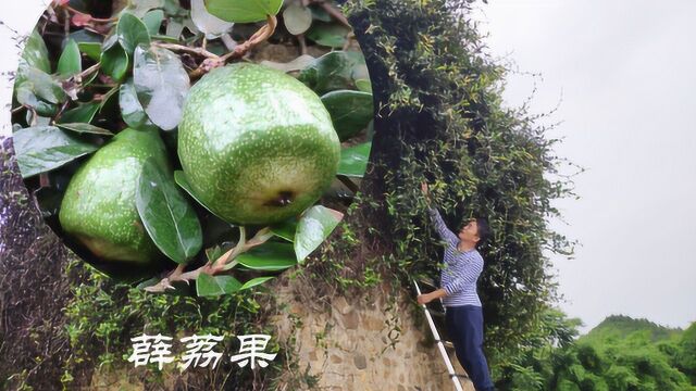 农村这种野果子名称很霸气,在台湾200元1斤,现在却是不多见了