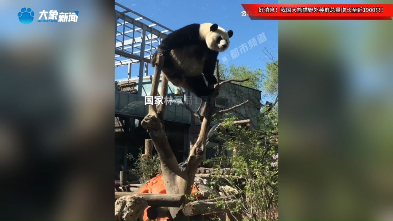 好消息!国家林草局权威发布,我国大熊猫野外种群总量增长至近1900只!