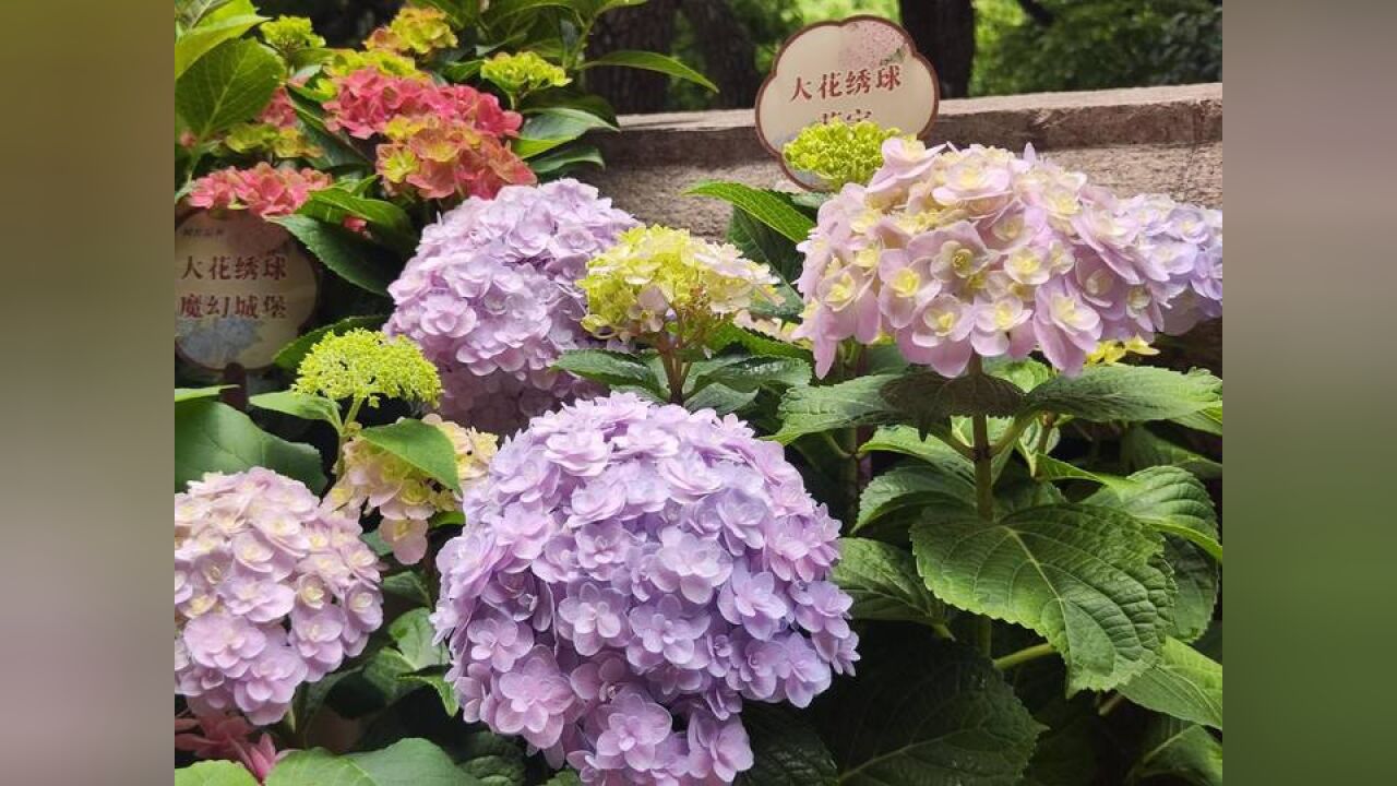 美!八仙花盛会装点杭州初夏的浪漫