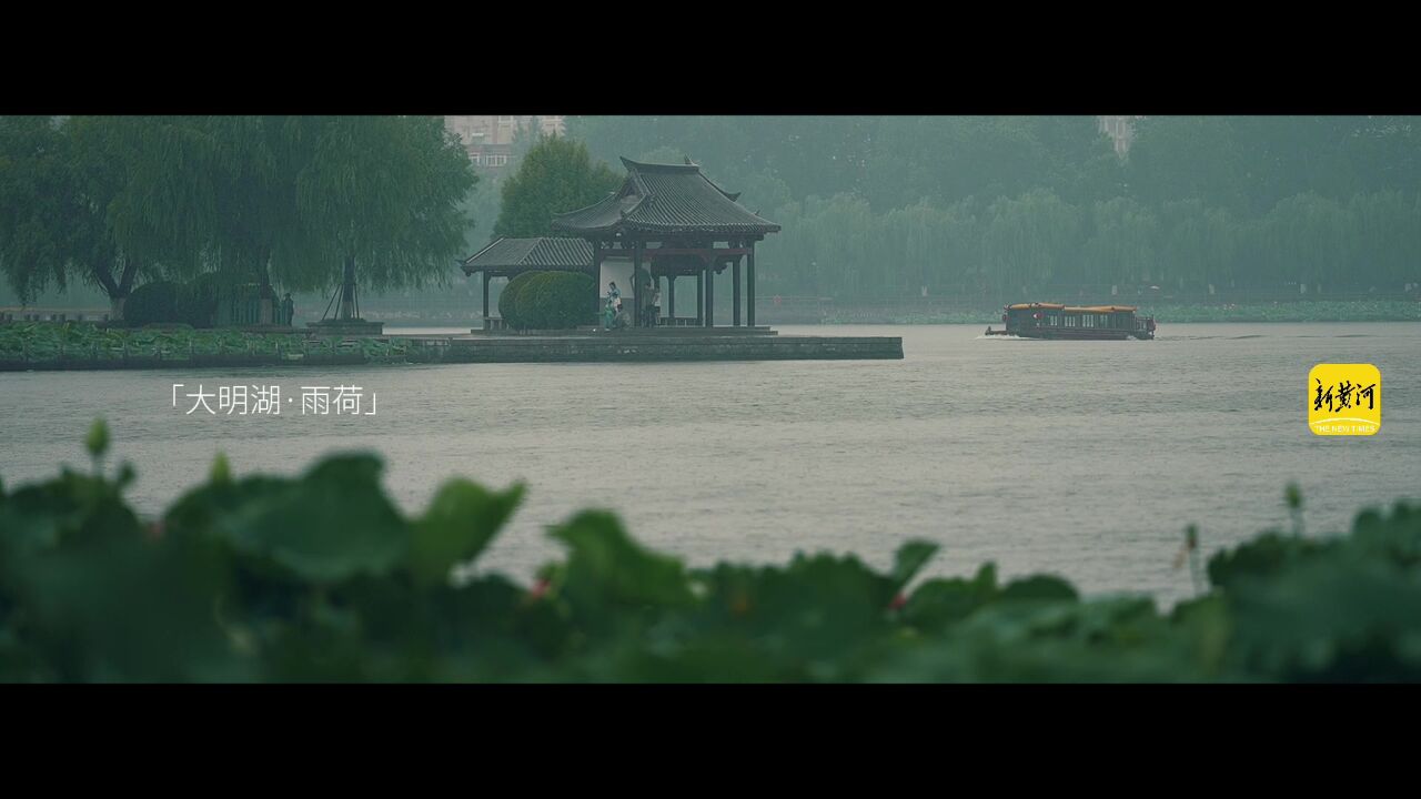 雨润大明湖,荷香溢满屏:一场雨中荷花的视觉盛宴!