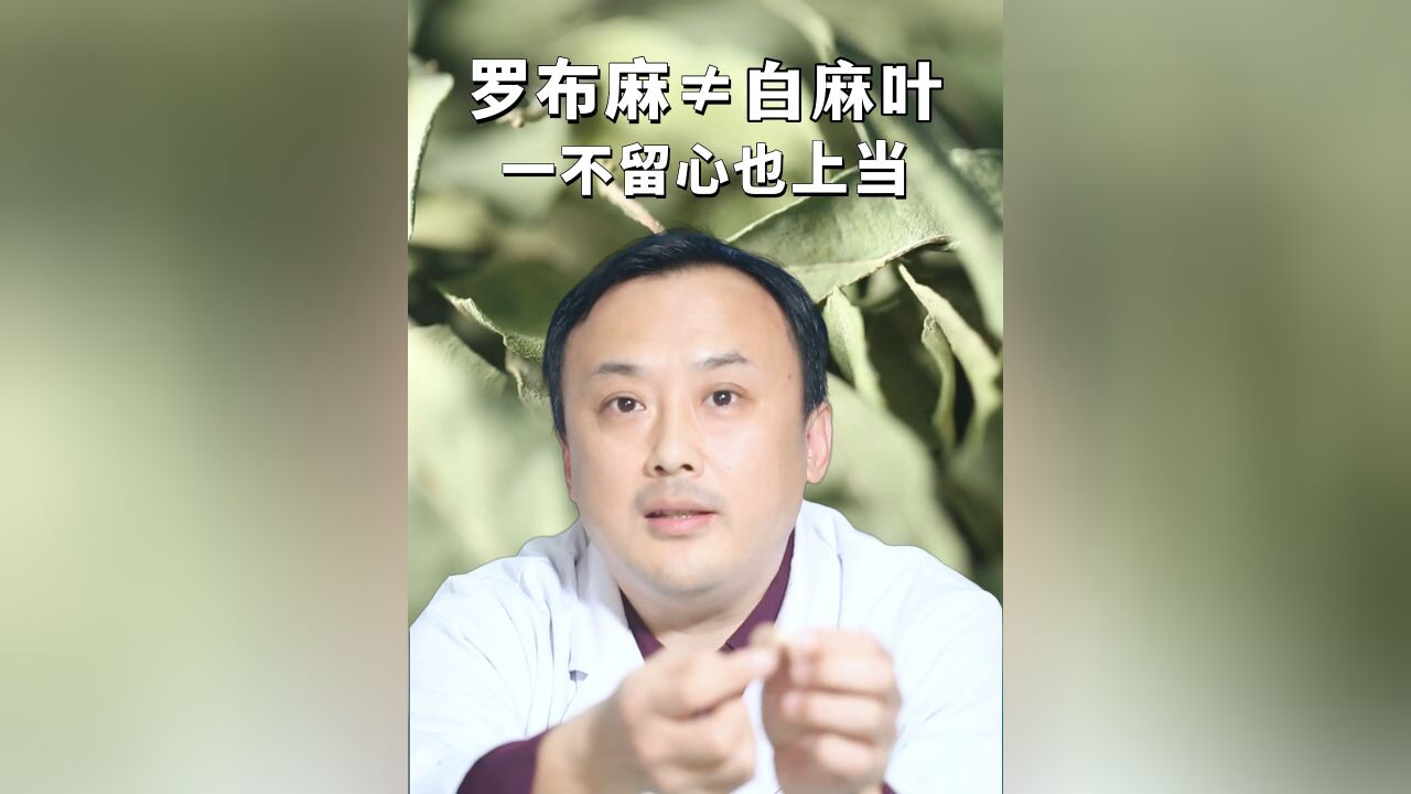 【中医药辨别】罗布麻 白麻叶 一不留心也上当