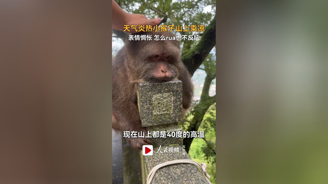 天气炎热小猴子山上乘凉,表情惆怅,怎么rua也不反抗