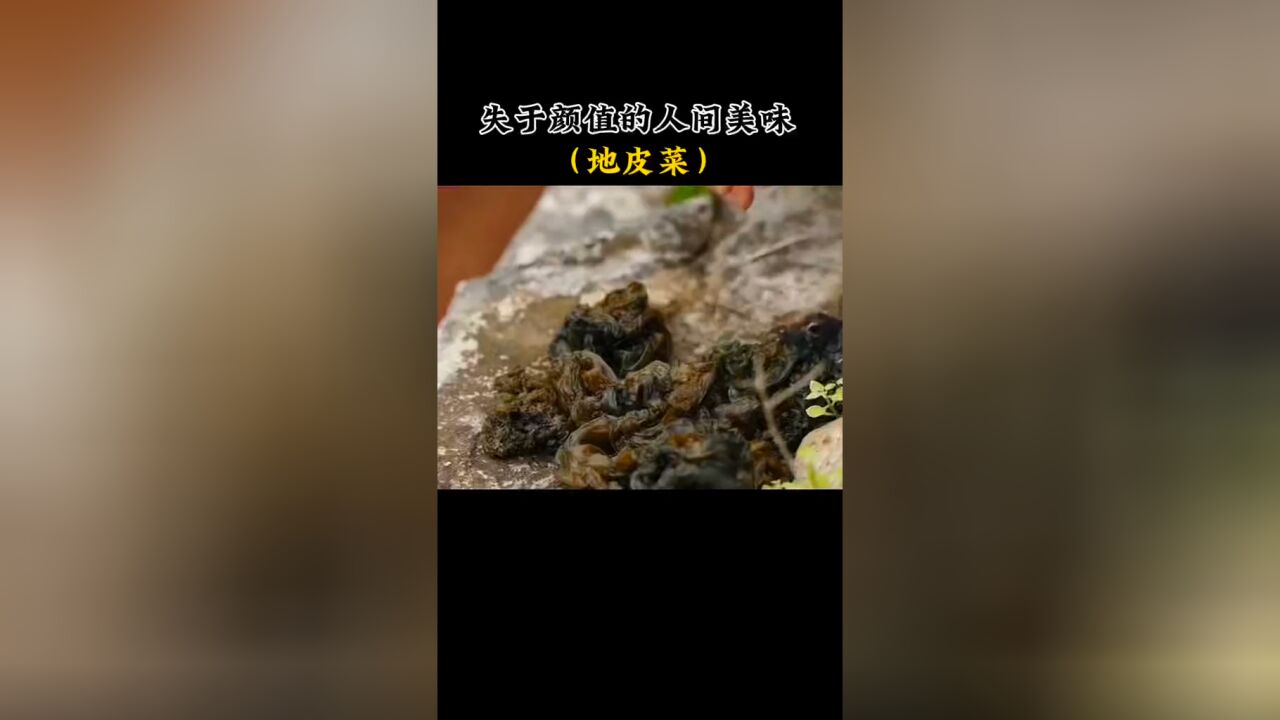 地皮菜一种失于颜值的美味,非常好吃就是特别难洗